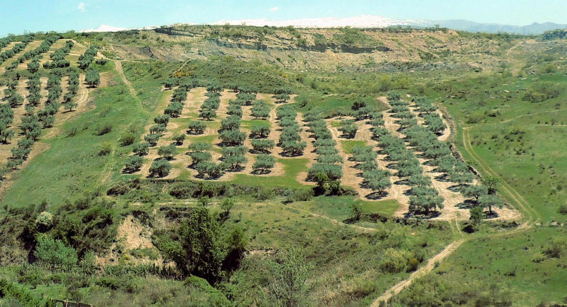 countryside115.jpg
