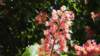 palaciodelgeneralife12_small.jpg
