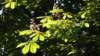 palaciodelgeneralife16_small.jpg