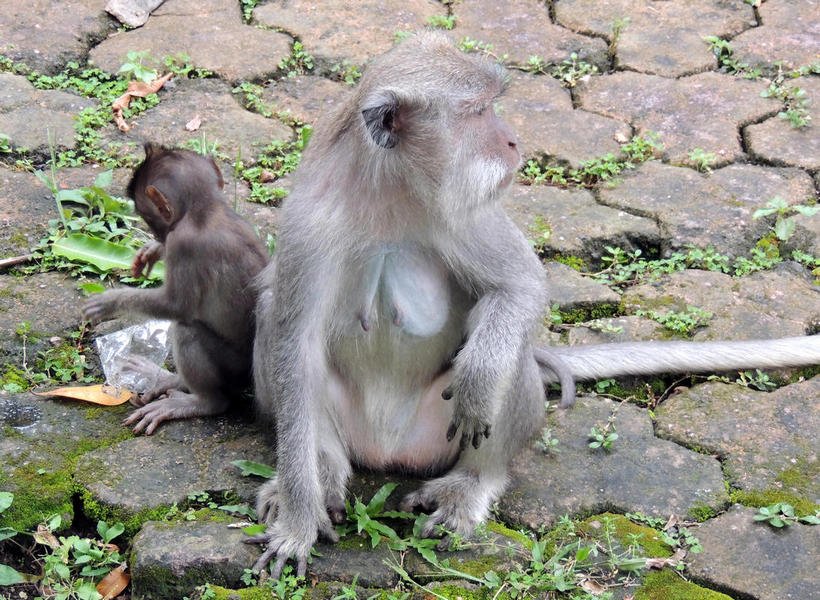 monkeytemple4.jpg