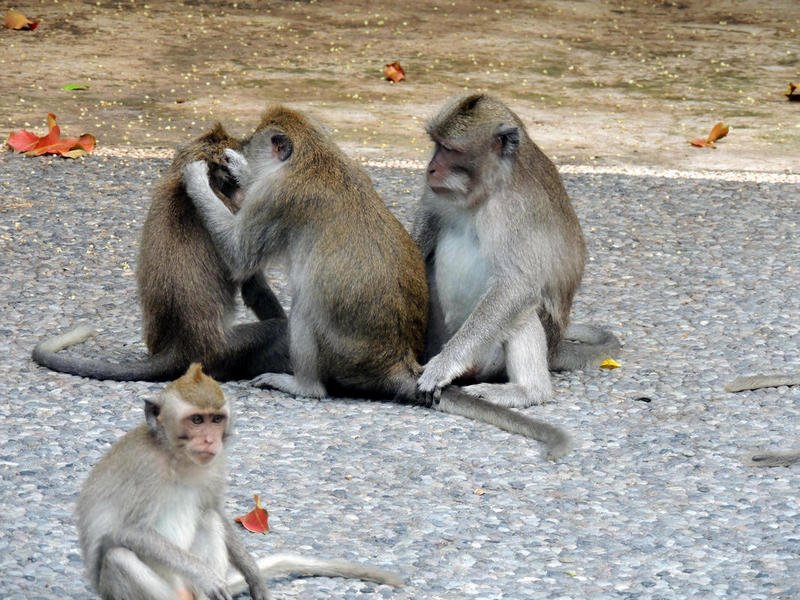 monkeytemple7.jpg