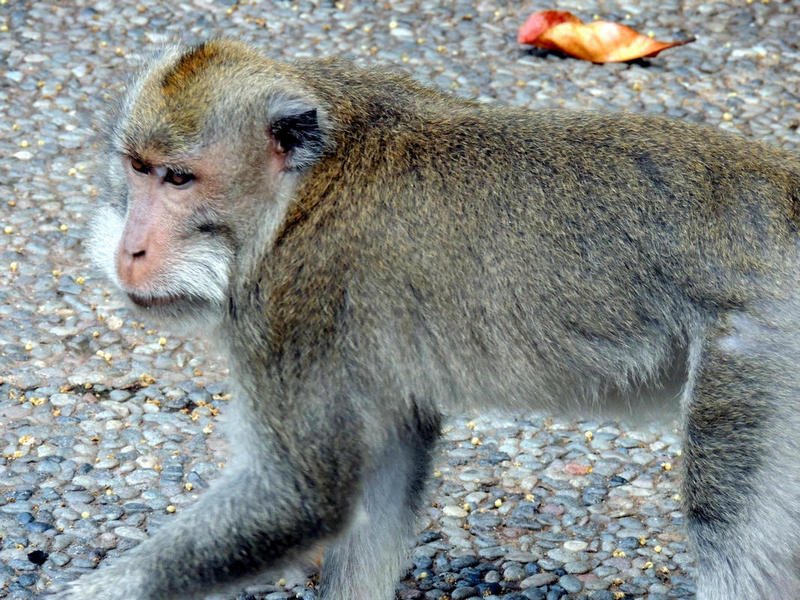 monkeytemple9.jpg