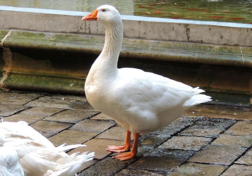 goose1.jpg