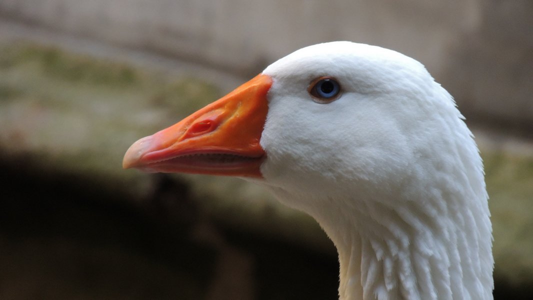 goose2.jpg