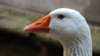 goose2_small.jpg