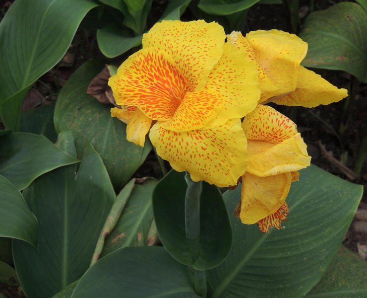 flower.jpg