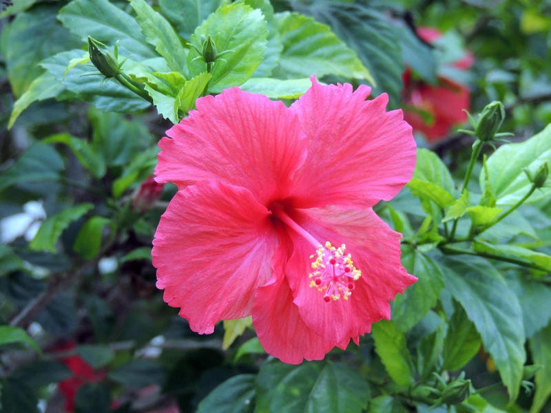 redhibiscus.jpg