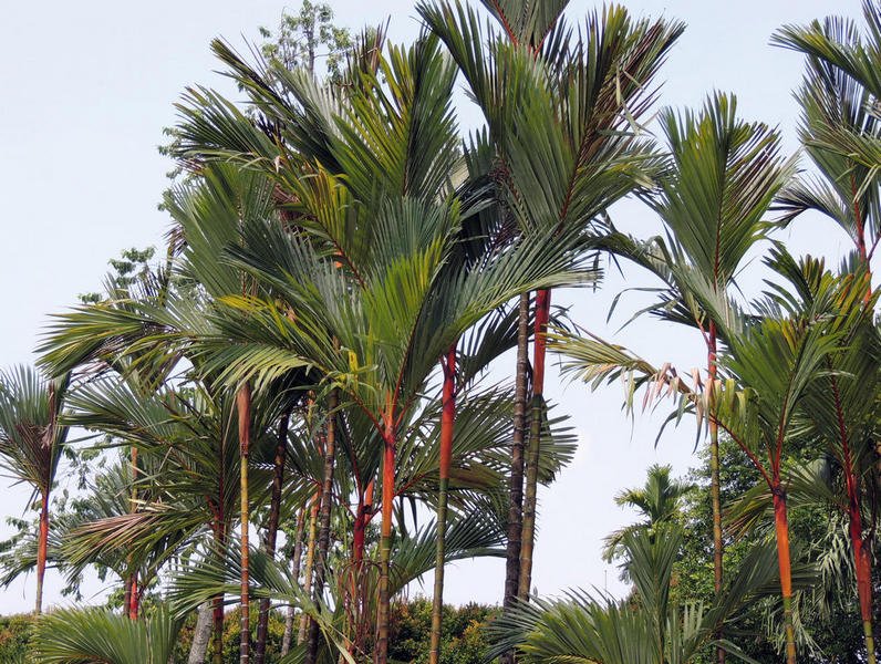 redpalm.jpg
