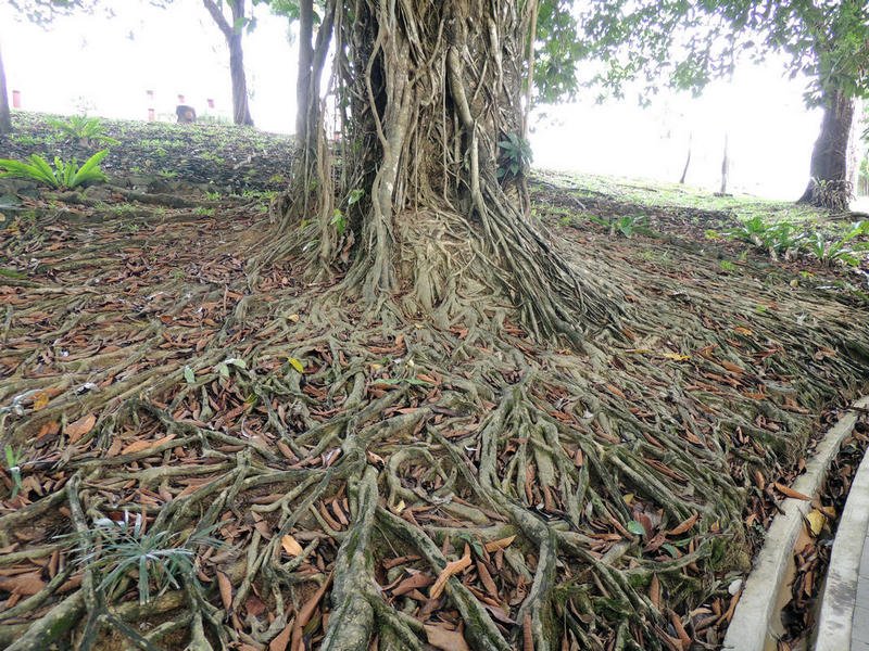 rootsystem.jpg