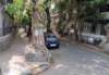 mumbai126ficustree_small.jpg