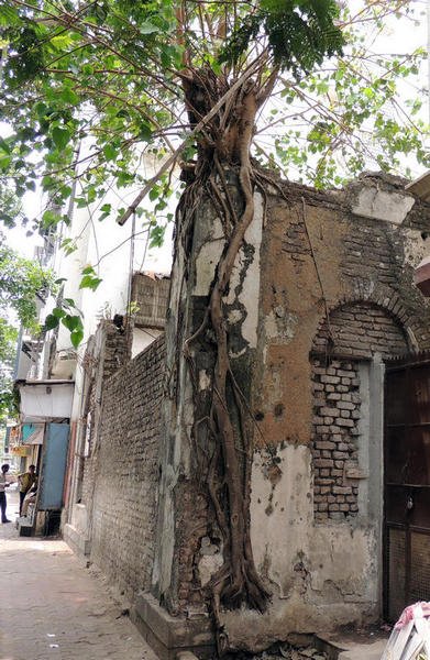 mumbai14ficustreeeatingabuilding.jpg