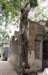 mumbai14ficustreeeatingabuilding_small.jpg