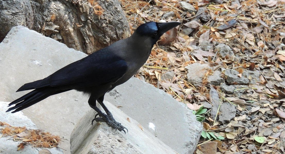 mumbai26crowlikebird.jpg