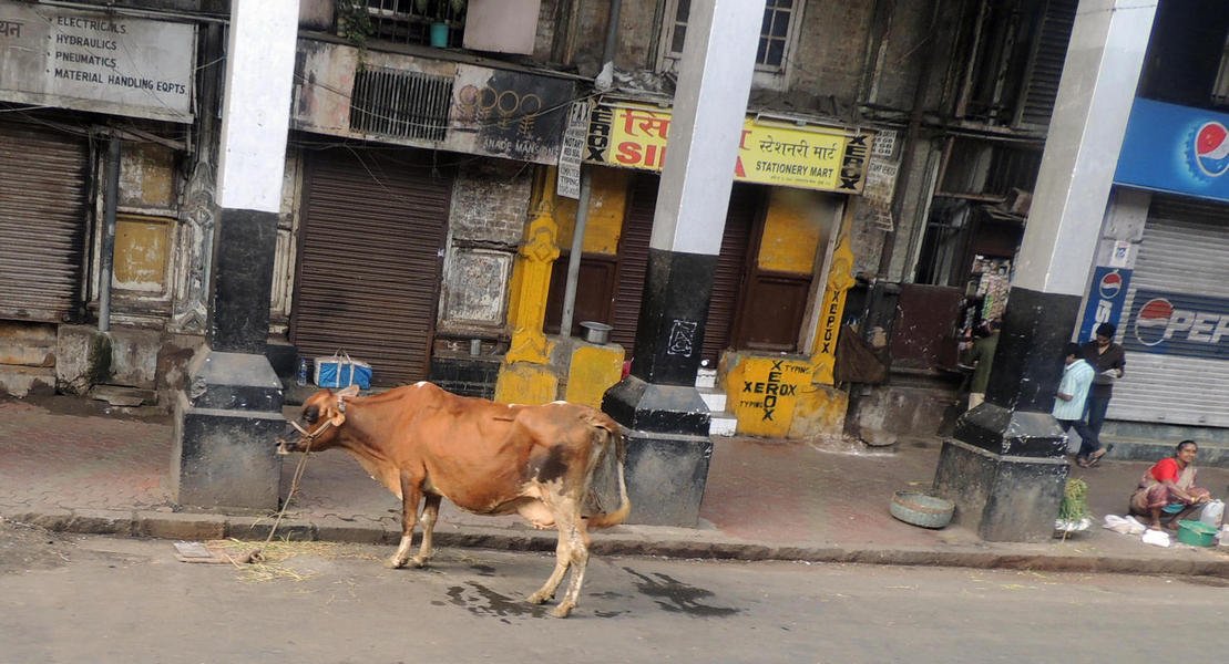 mumbai41moo.jpg