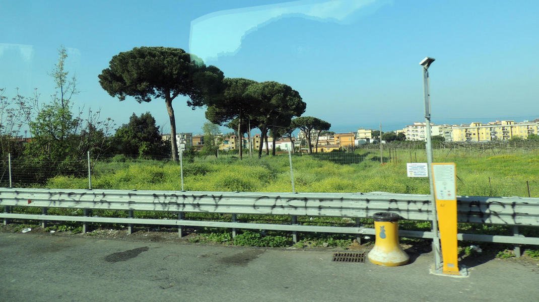 umbrellapinetrees1.jpg