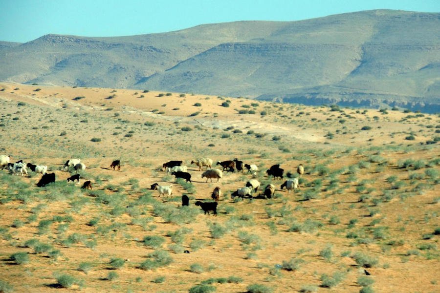 bedouins9.jpg