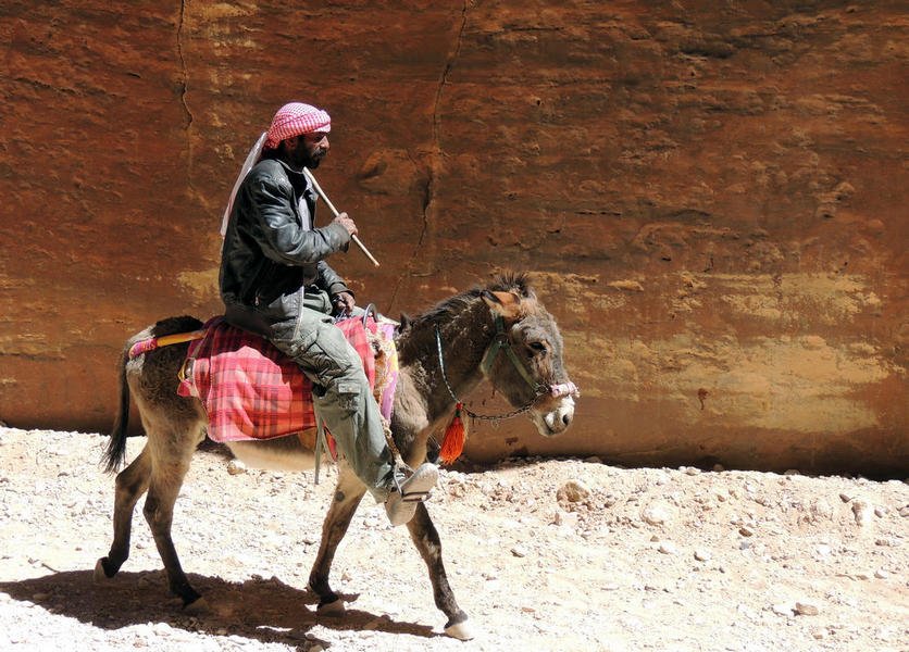 donkeys1.jpg