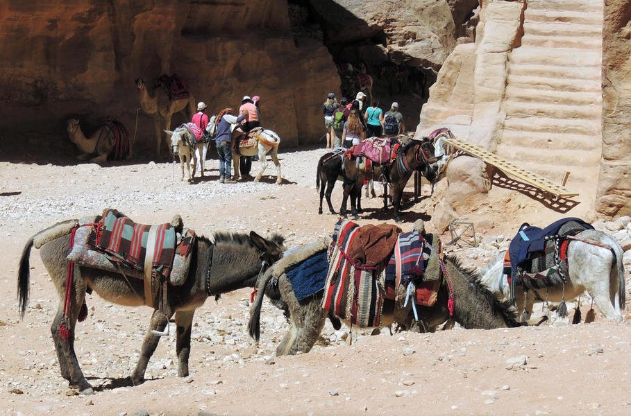 donkeys2.jpg
