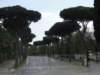 umbrellapines1appianway_small.jpg