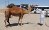 camels13_small.jpg