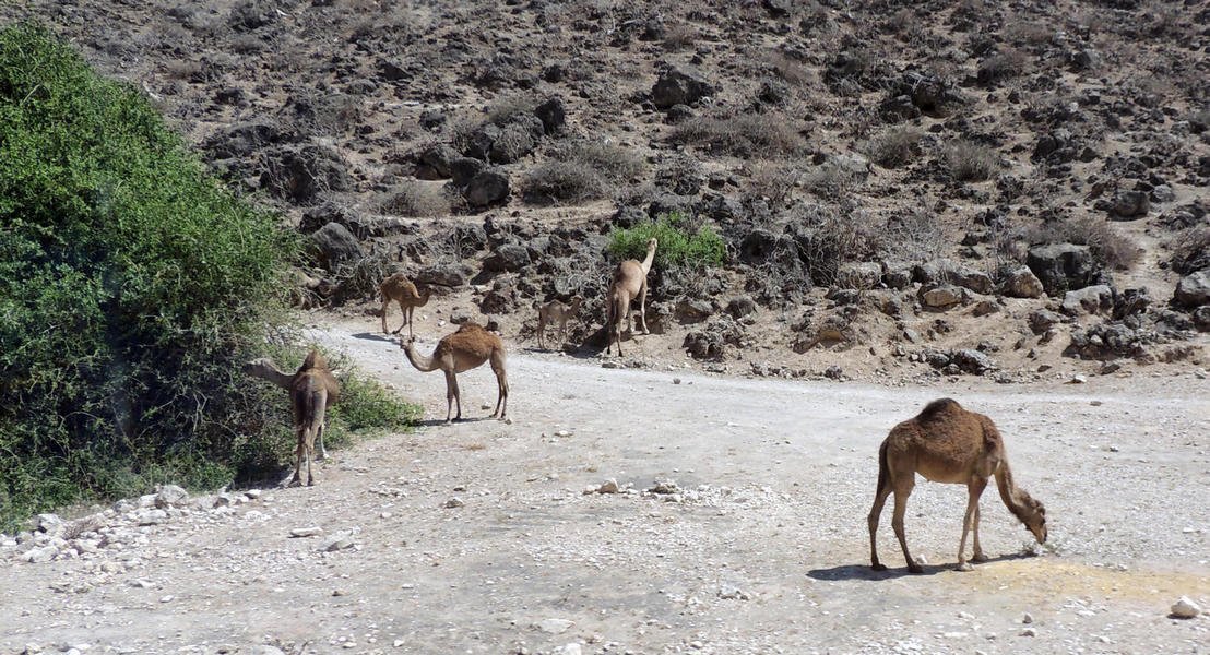 camels2.jpg