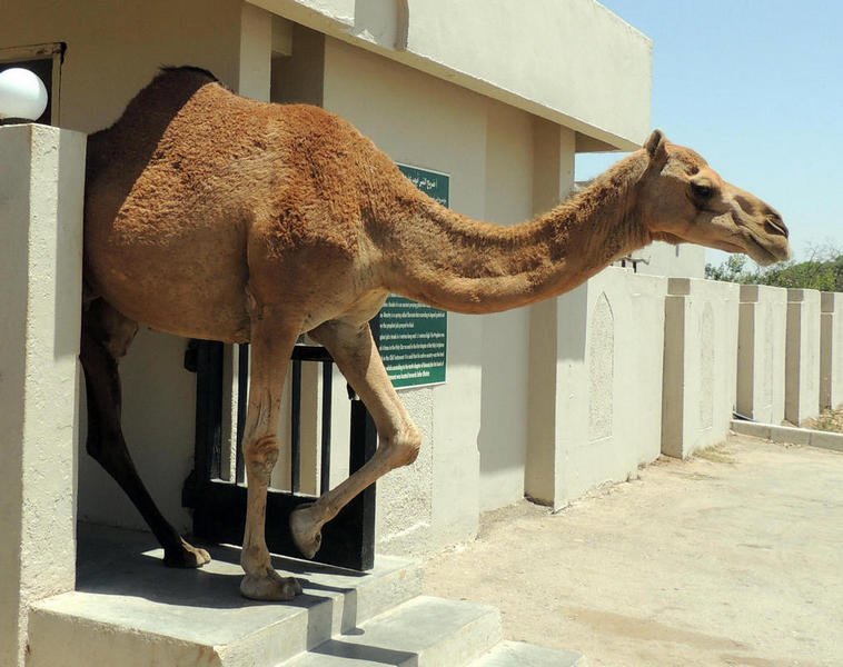 camels20.jpg