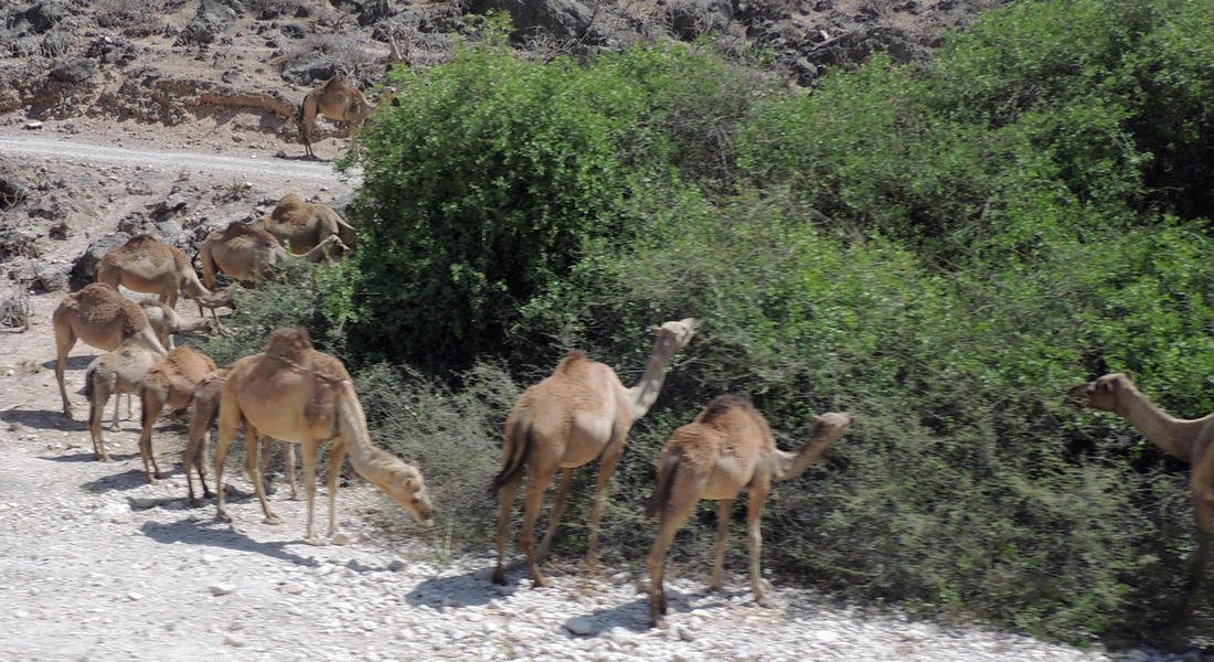 camels6.jpg