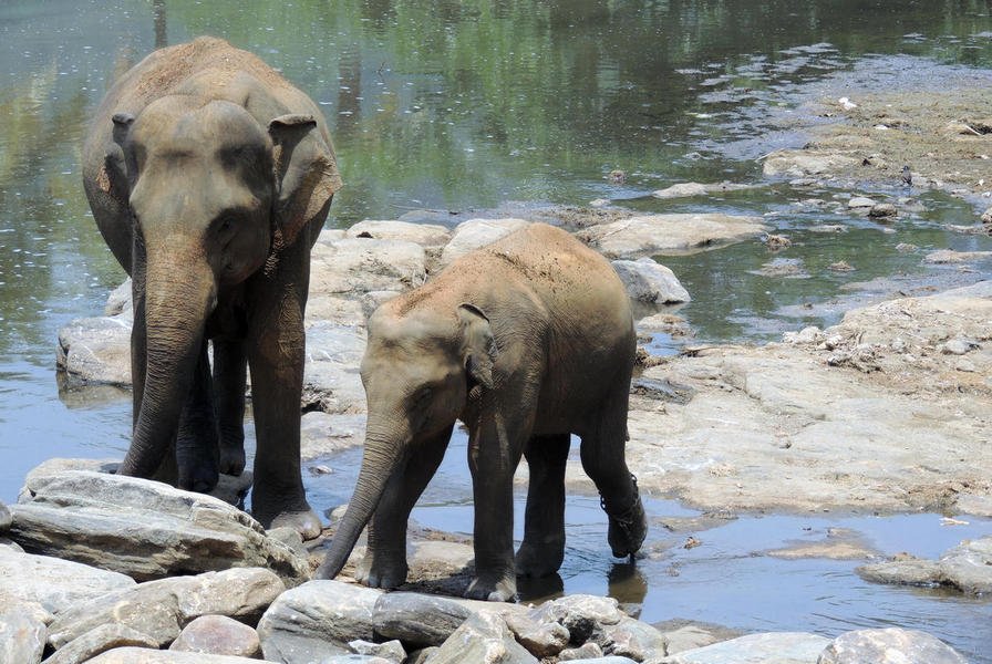 elephantorphanagetour10.jpg