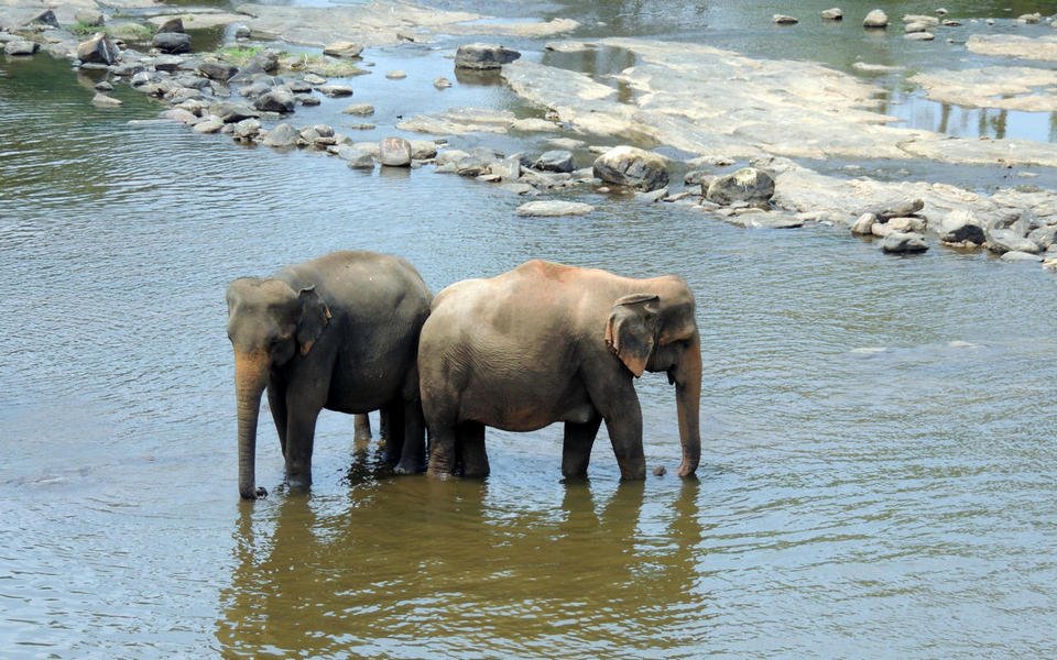 elephantorphanagetour10b.jpg