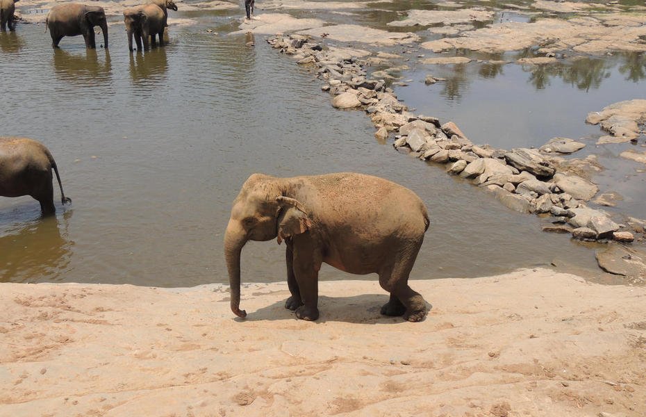 elephantorphanagetour14.jpg