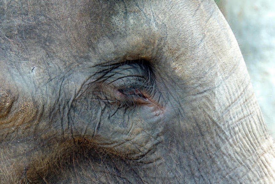 elephantorphanagetour17b.jpg