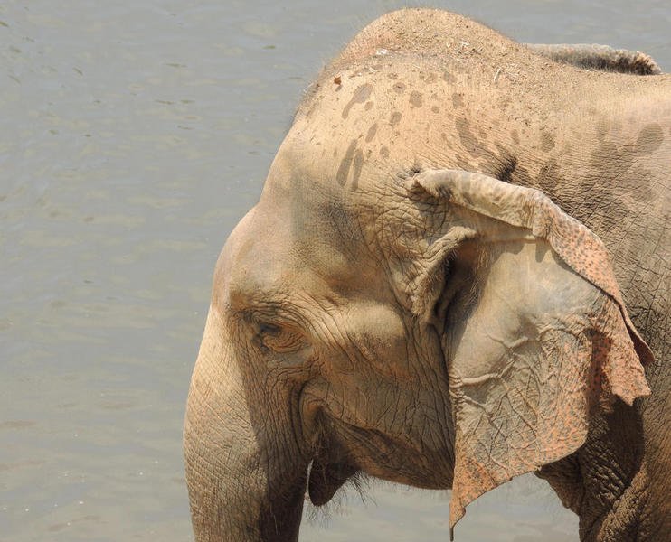 elephantorphanagetour18.jpg