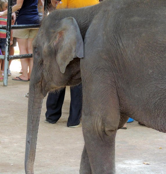 elephantorphanagetour27.jpg