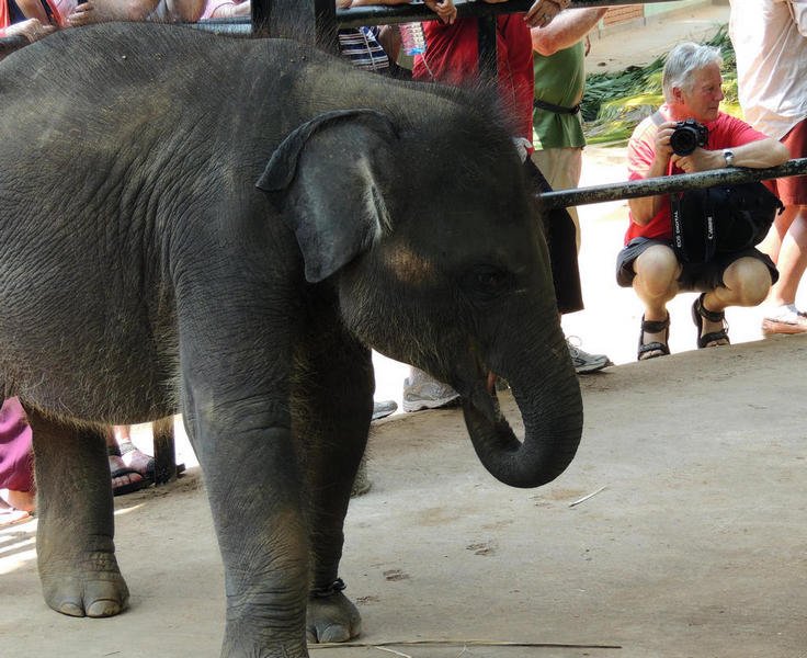 elephantorphanagetour28.jpg