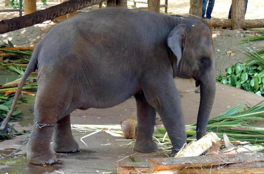 elephantorphanagetour29.jpg