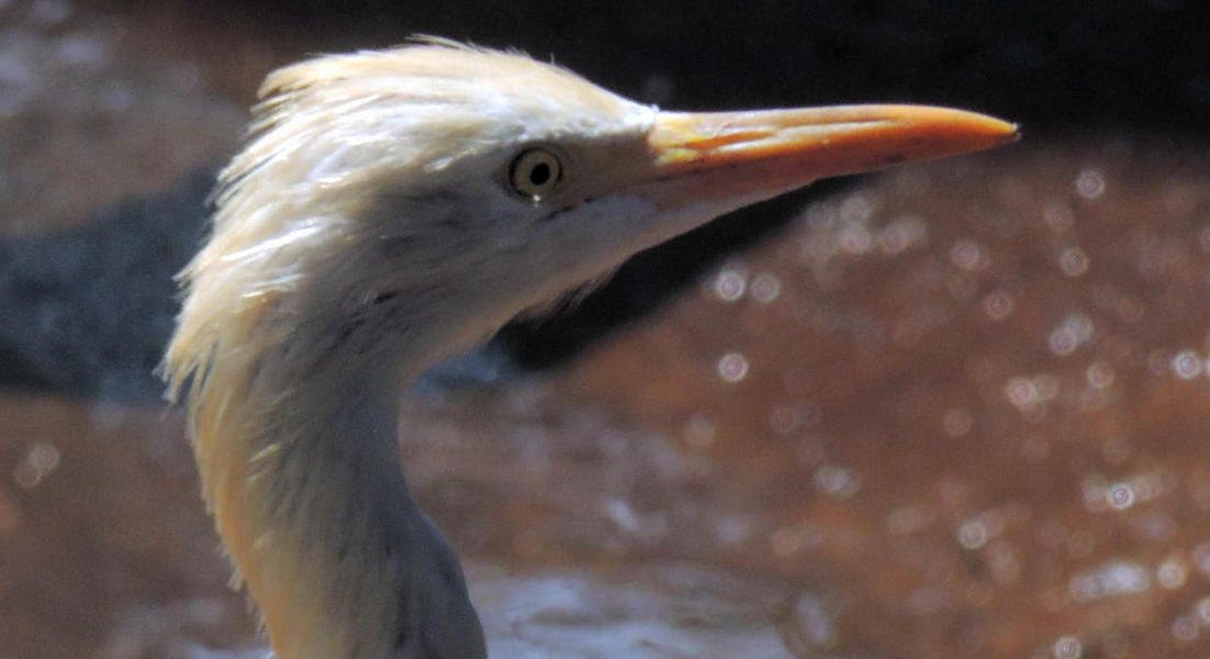 elephantorphanagetour31egret.jpg