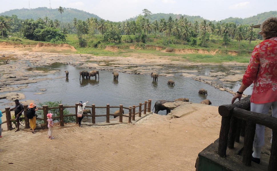 elephantorphanagetour6.jpg