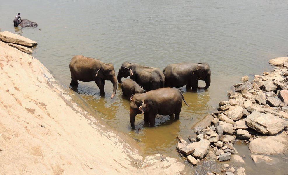 elephantorphanagetour8.jpg